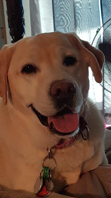 Thai - Medric Cousineau Service Dog